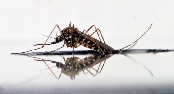 Photo of Aedes togoi by <a href="http://www.sfu.ca/~belton">Peter Belton</a>